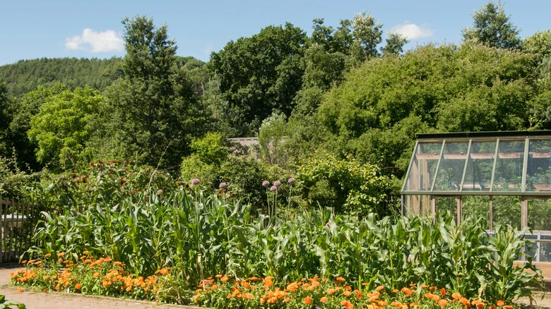 Are Corn And Garlic Truly Unfriendly Garden Neighbors?