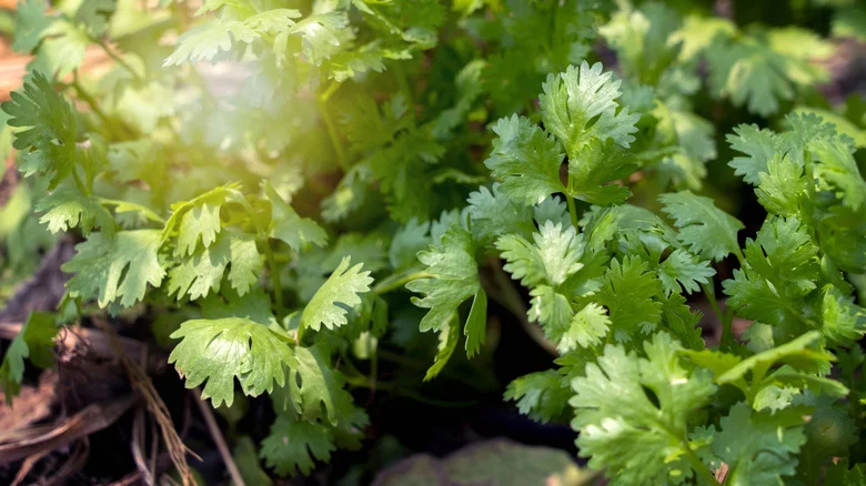Are Cucumbers And Cilantro Companion Plants? Here’s The Truth