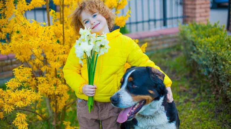 Are Daffodils Safe To Have In Your Garden If You Have Kids And Pets?