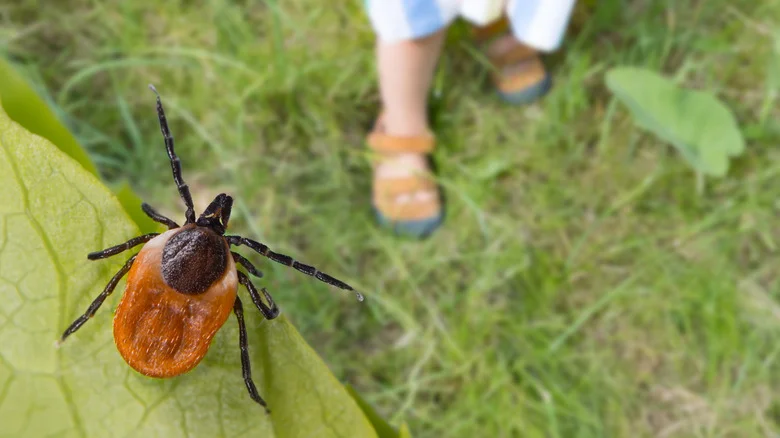 Are DIY Tick Tubes Good Enough To Keep Pests Away From Your Yard?