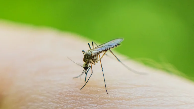 Are Dollar Tree’s Citronella Sticks The Trick To A Mosquito-Free Summer?