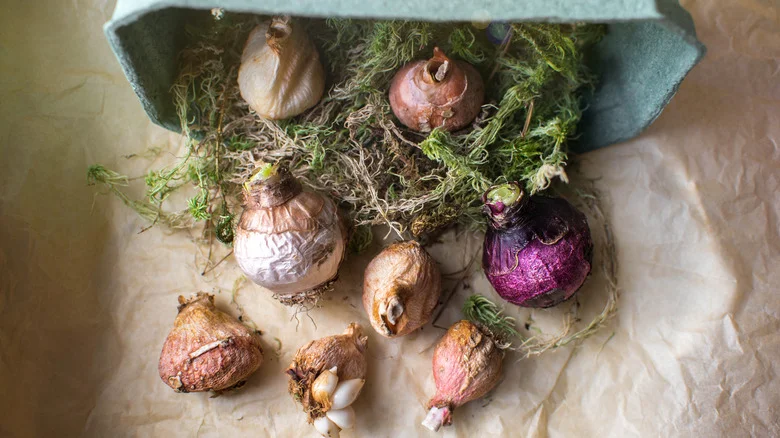 Are Dried Out Bulbs Still Worth Planting? Our Professional Gardener Weighs In