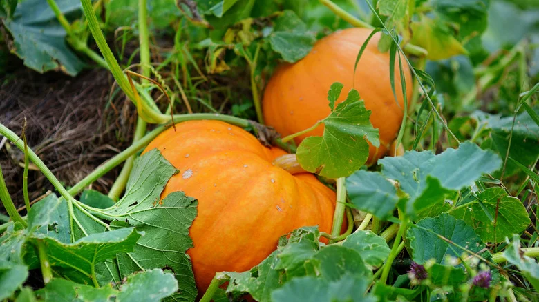 Are Eggshells The Solution To Blossom End Rot In Pumpkins? Here’s How To Tell