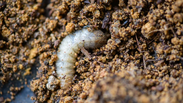 Are Grub Worms Ruining Your Yard? There’s A Simple Solution (But You Might Not Love It)