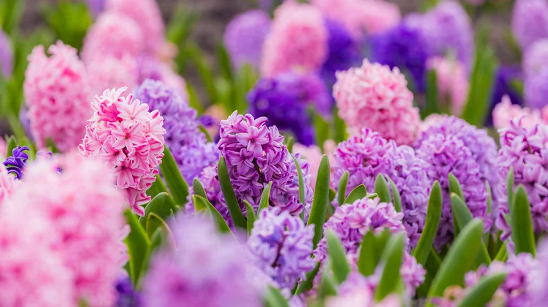 Are Hyacinths Safe To Plant If You Have Kids And Pets?