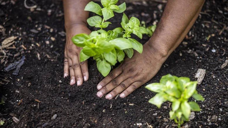 Are Pencil Shavings The Unexpected Secret Weapon For A Thriving Garden?