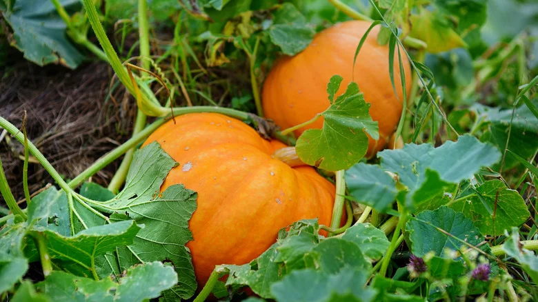 Are Pumpkins A Good Choice For Container Gardening?