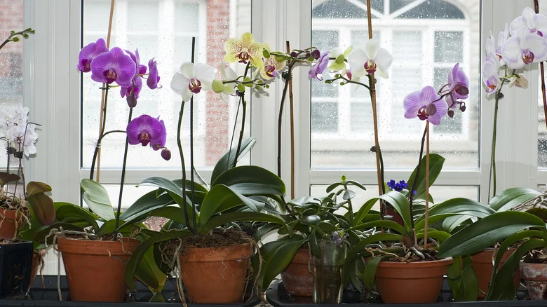 Are SkyPots A Good Solution For Your Grocery Store Orchid After It Blooms?