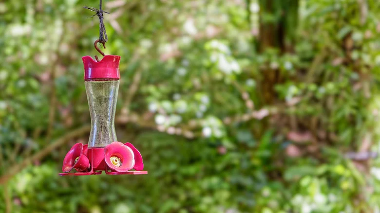 Are These Colors Repelling Hummingbirds From Your Feeder?