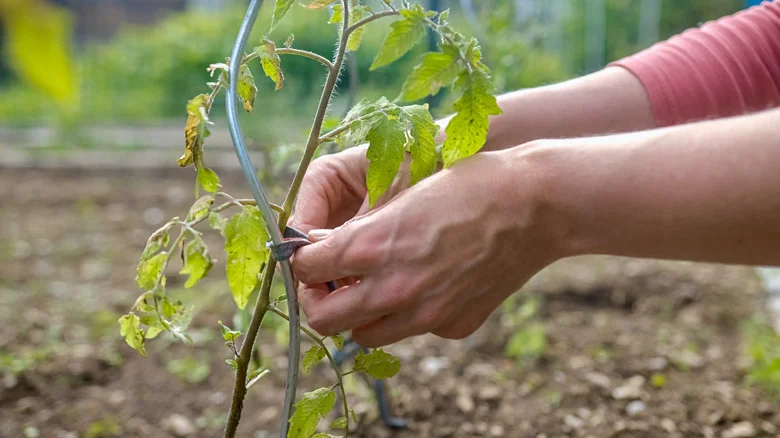 Are Tomato Spirals Worth Buying Versus Traditional Cages?