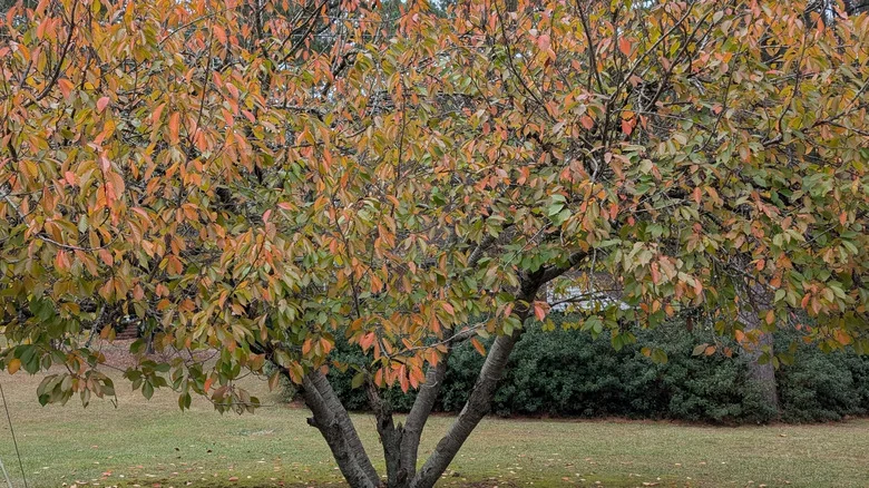Are You Watering Your Cherry Tree Enough To Prepare For Winter Months?