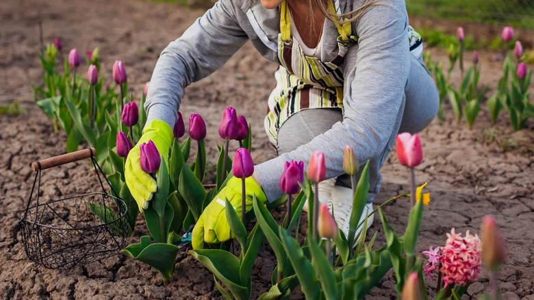 Are Your Spring Tulips Perennials Or Do You Need To Replant Bulbs Now?