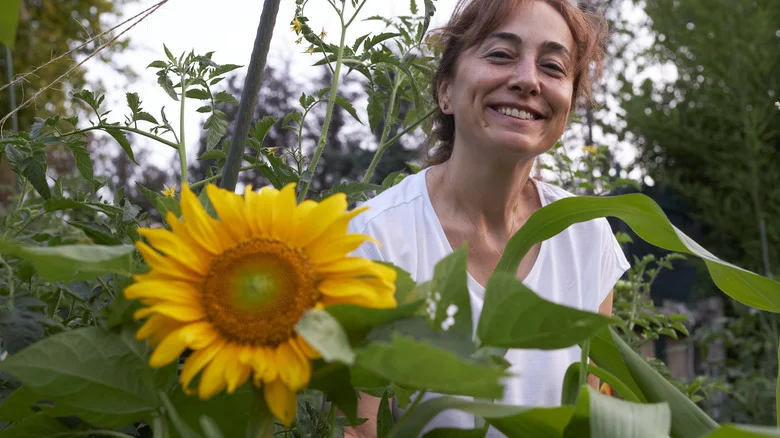 Are Your Sunflowers Perennials Or Do They Need To Be Replanted?