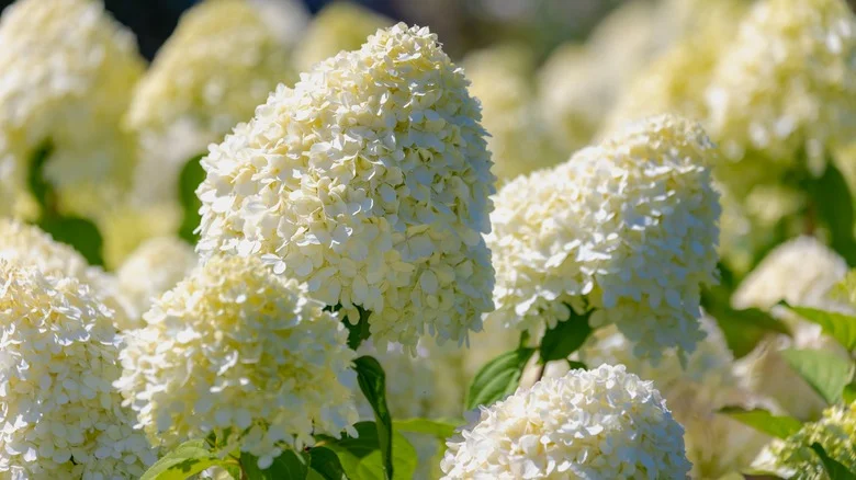 Areas Around Your Yard To Plant Hydrangea Trees For Added Curb Appeal