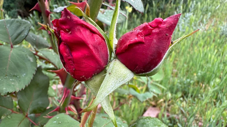 At War With Aphids? Don’t Be Surprised If Your Flower Garden Suffers