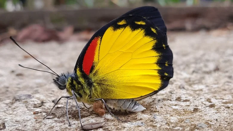 Attract Birds & Butterflies With This Flowering Fall Stunner