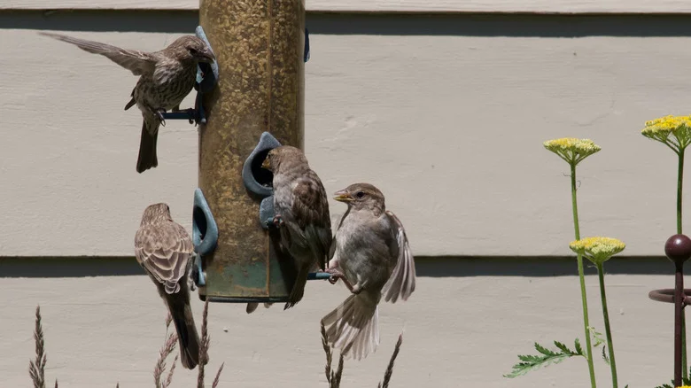 Attract Birds With This Easy-To-Make Planter And Feeder Combo