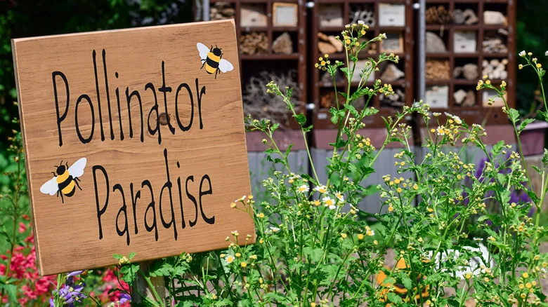Attract Butterflies And Bees With A Pollinator-Magnet Plant That Thrives In Heat