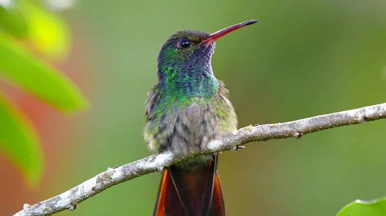 Attract Hummingbirds To Your Garden With This Colorful Perennial Plant