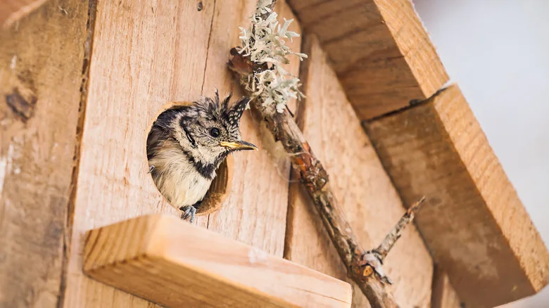 Attract More Birds To Your Birdhouse With This Planting Tip