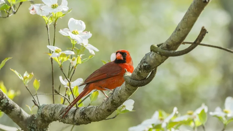 Attract More Birds To Your Garden With A Stunning Tree They Love