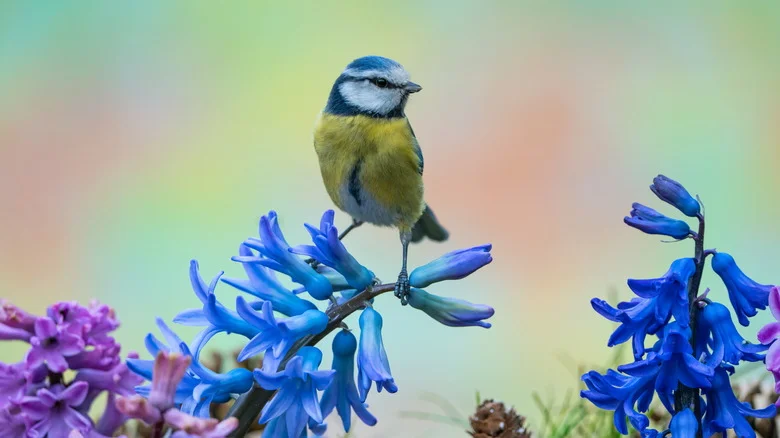 Attract More Birds To Your Yard By Putting Flowers In Their Favorite Spot