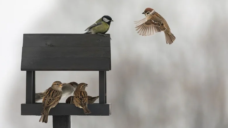 Attract More Birds To Your Yard With A Few Items From Your Pantry