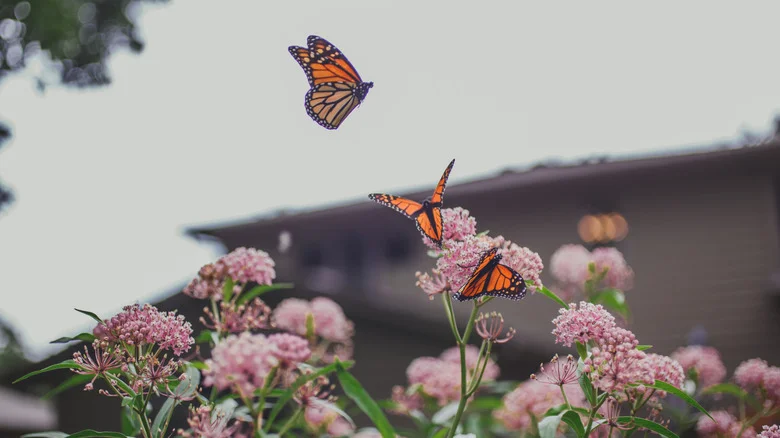 Attract More Butterflies To Your Garden With Two Common Kitchen Ingredients