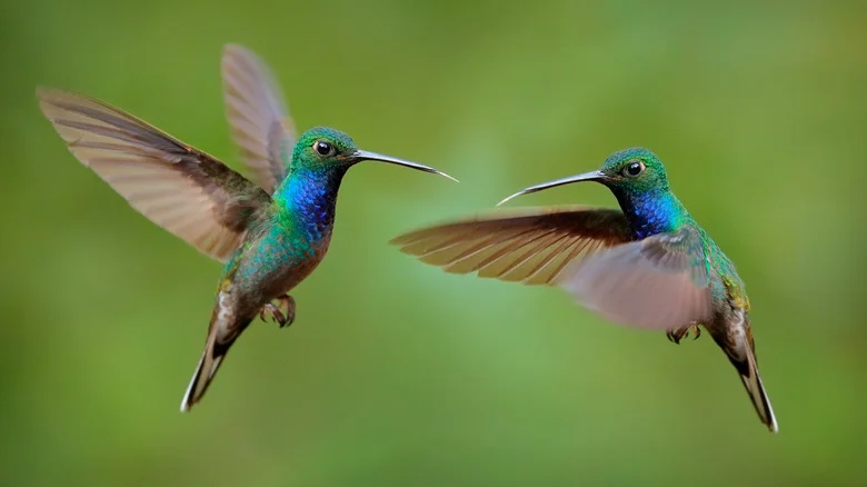 Attract More Hummingbirds To Your Yard With This Easy DIY Feeder Hack