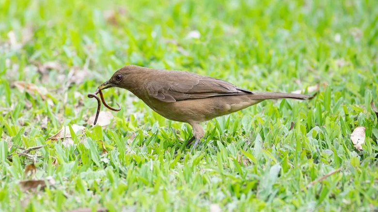 Attracting Birds To Your Yard Might Be The Answer To Healthier Grass. Here’s Why