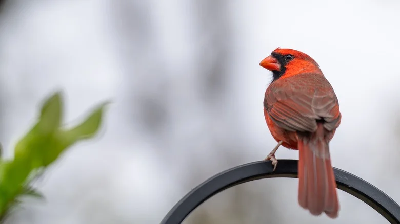 Attracting Cardinals Is Easier When You Grow This Perennial That They Love