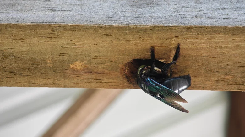 Avoid Carpenter Bees Damaging Wood Decks And Fences With An Alternative Material