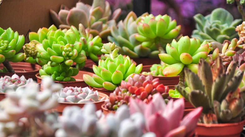 Avoid Growing Indoor Succulents Near These Houseplants