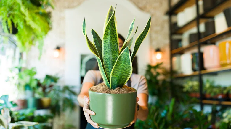 Avoid Growing Snake Plants Unless You’re Ready For These 10 Downsides