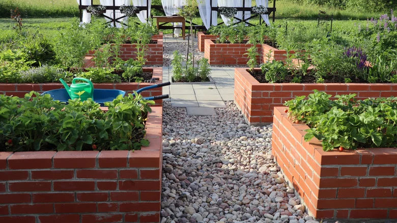 Avoid Growing These 12 Plants In Raised Garden Beds At All Costs