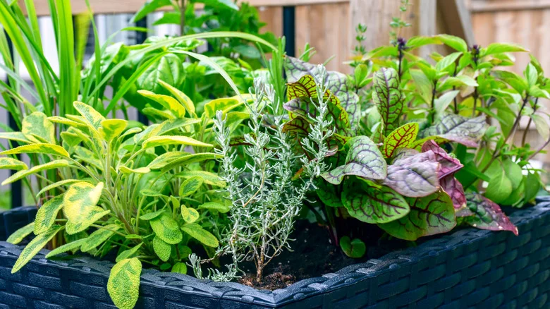 Avoid Growing These Two Popular Herbs Next To Each Other In Your Garden