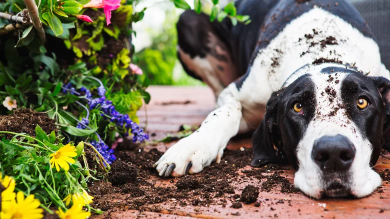 Avoid Growing This Flowering Succulent In Your Home Or Garden If You Own Pets