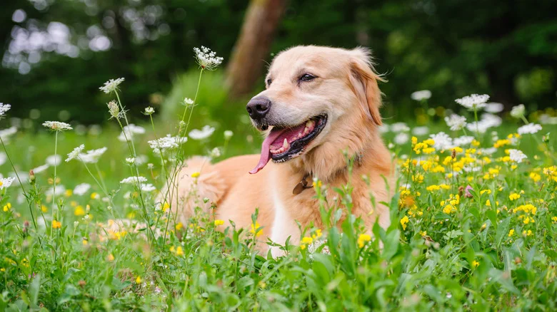 Avoid Growing This Popular Vegetable In The Garden If You Own A Pet