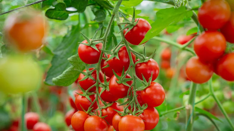 Avoid Making This #1 Mistake Growing Tomato Plants