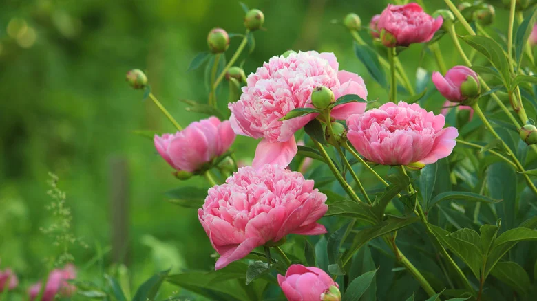 Avoid Making This Crucial Mistake When Caring For Your Peonies In The Fall