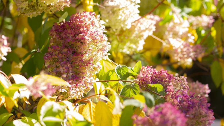 Avoid Making This Major Mistake With Your Hydrangeas In The Fall