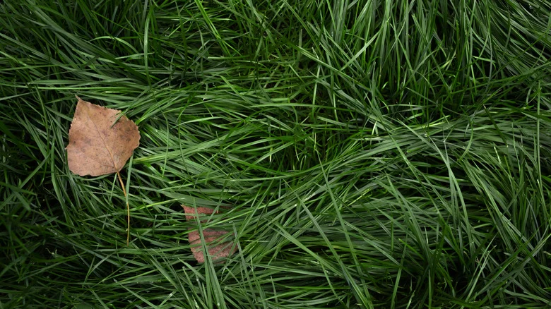 Avoid Mowing Your Lawn This Fall If You Want Birds In Your Yard