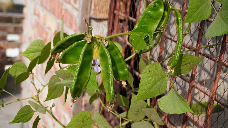Avoid Planting Lima Beans Near These Plants For Better Growth