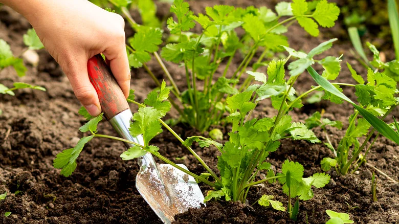 Avoid Planting These Two Herbs Next To Each Other