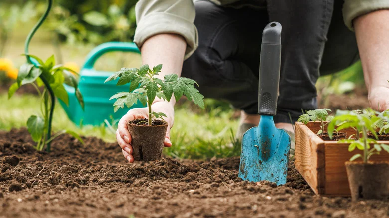Avoid These Common Mistakes When Transplanting Tomatoes At All Costs