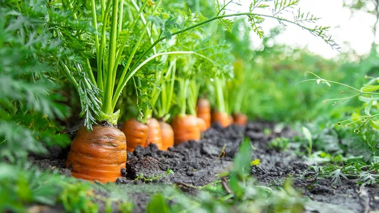 Avoid These Fertilizers If You Want Your Carrots To Grow Right