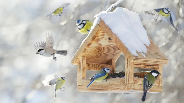 Avoid These Ingredients In Bird Seed To Get More Variety At Your Feeder