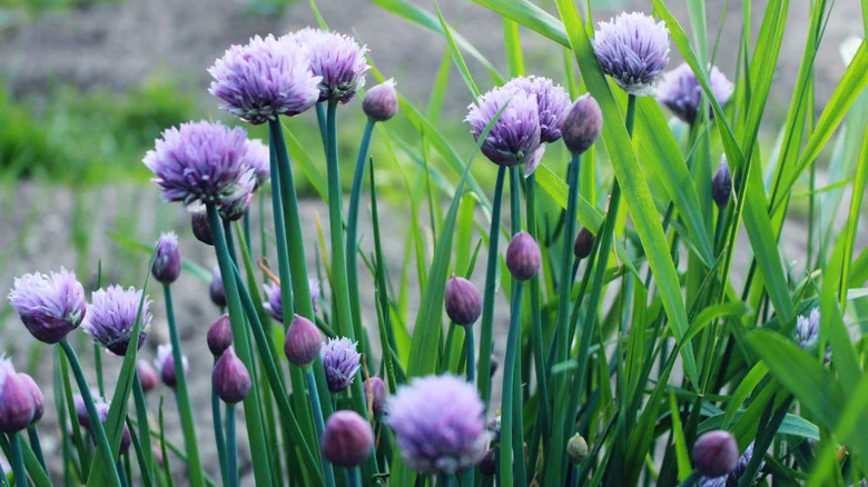 Avoid These Mistakes Gardeners Commonly Make When Growing Chives