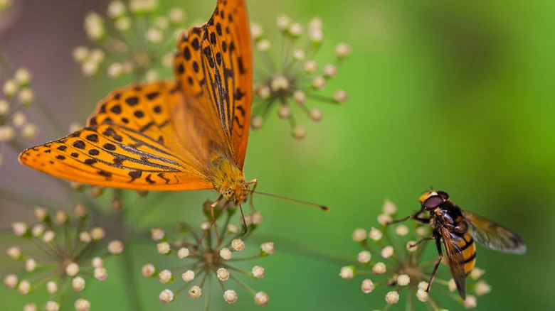 Avoid These Mistakes If You’re Trying To Attract Pollinators To Your Garden