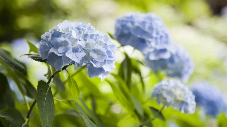 Avoid This Mulch If You Want Perfectly Blue Hydrangea Blooms
